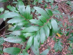 Flickr - João de Deus Medeiros - Xylopia emarginata.jpg