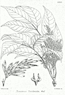 Fraxinus floribunda Bra37.png
