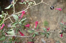 Fuchsia microphylla (9536260928).jpg