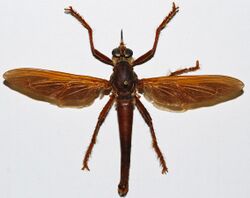 Giant Robber Fly (Microstylum magnum) (8361828722).jpg