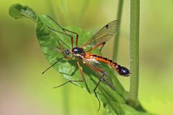 Giant sabre comb cranefly (Tanyptera atrata) male.jpg