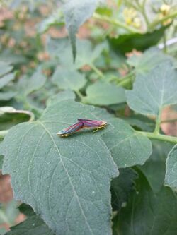 Graphocephala coccinea mating.jpg