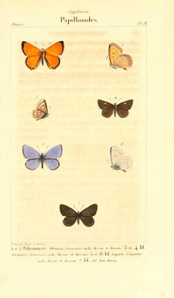 Histoire naturelle des lépidoptères ou papillons de France, par M. J.-B. Godart BHL9820353.jpg