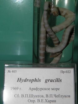 Hydrophis gracilis.JPG