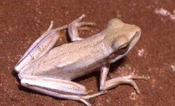 Hypsiboas caingua01.jpg