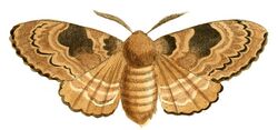 Illustrations of Exotic Entomology Liparis Rivulosa.jpg