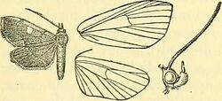 Image from page 260 of "Moths" (1892) (14595980380).jpg