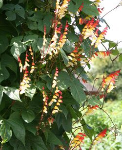 Ipomoea lobata 02.jpg