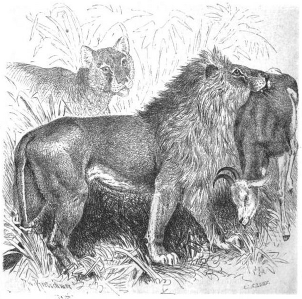 File:La vita degli animali descrizione generale del regno animale di A. E. Brehm Mammiferi (1872) Leo senegalensis.png