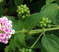 Lantana camara fruits.jpg