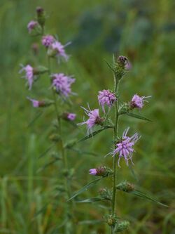 Liatris hirsuta Arkansas.jpg