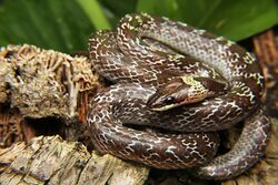 Lycodon capucinus from Pranburi Forest Park.jpg