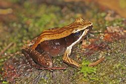 Mantellid frog (Mantidactylus melanopleura) Ranomafana.jpg