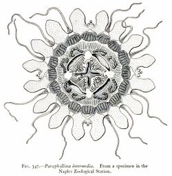 Medusae of world-vol03 fig347 Paraphyllina intermedia.jpg