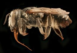 Megachile apicalis, f, left, Yolo Co., CA, 2019-03-21.jpg