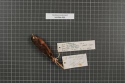 Naturalis Biodiversity Center - RMNH.AVES.42676 1 - Lonchura nevermanni Stresemann, 1934 - Estrildidae - bird skin specimen.jpeg