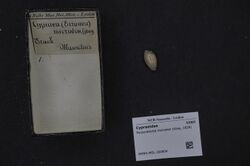 Naturalis Biodiversity Center - RMNH.MOL.182804 - Purpuradusta microdon (Gray, 1828) - Cypraeidae - Mollusc shell.jpeg