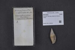 Naturalis Biodiversity Center - RMNH.MOL.216916 - Cancilla rufilirata (Adams & Reeve, 1850) - Mitridae - Mollusc shell.jpeg