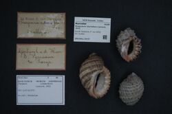 Naturalis Biodiversity Center - ZMA.MOLL.29157 - Plicopurpura columellaris (Lamarck, 1816) - Muricidae - Mollusc shell.jpeg