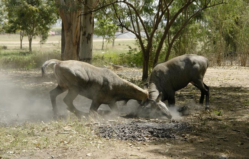 File:Nilgais fighting, Lakeshwari, Gwalior district, India.jpg