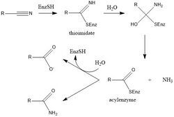 Nitrilase.jpg