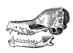 Nyctiellus lepidus skull.jpg