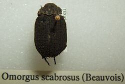 Omorgus scabrosus sjh.jpg