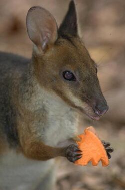 Pademelon-eating-with-hands.jpg