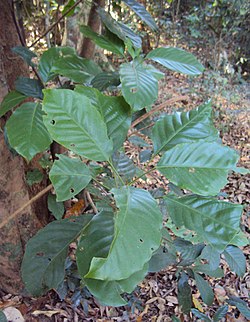 Paracroton integrifolius leaves.jpg