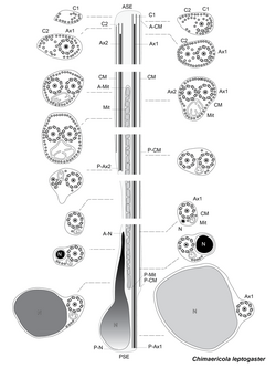 Parasite170144-fig13 spermatozoon Chimaericola leptogaster (drawing).png