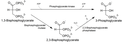 Pathway of generation of 2,3-bisphosphoglycerate.png