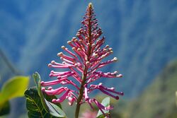 Peru - Machu Picchu 046 - pretty wildflowers (7181903215).jpg