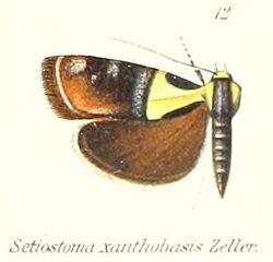 Pl.1-12-Rectiostoma xanthobasis Zeller, 1876.jpg