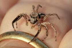 Plexippus petersi (jumping spider) on a human finger at golden hour.jpg
