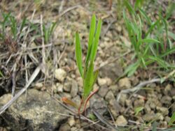 Polygonum tenue leaves.jpg