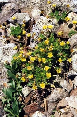 Potentilla robbinsiana 02.jpg