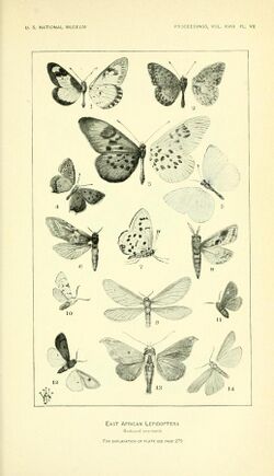 ProceedingsUNM1895EastAfricanButterflies.jpg