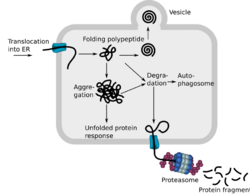 ProteinQS en.svg