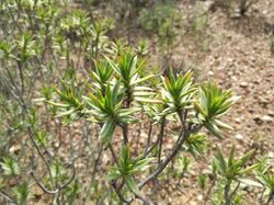 Pteronia fasciculata - Paraffienbos detail.jpg