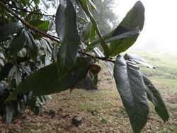 Quercus humboldtii 1.JPG