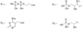 R Groups in Transketolase Mechanism.png