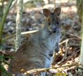 Red-legged Pademelon. Thylogale stigmatica wilcoxi - Flickr - gailhampshire (1).jpg