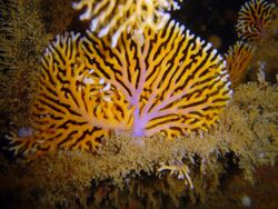 Reef0862 - Flickr - NOAA Photo Library.jpg