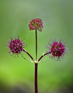 Sanicula bipinnatifida Wildcat Canyon.jpg