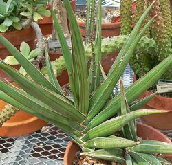 Sansevieria ehrenbergii 3.jpg