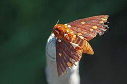 Saturnid moth (Citheronia pseudomexicana).jpg