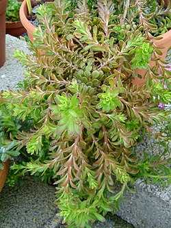 Sedum cepaea 2.JPG