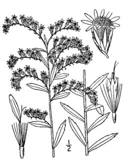 Solidago tortifolia01.jpg