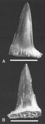 Sphenodus sp. - Tendaguru Formation, Tanzania.jpg