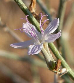 Stephanomeria pauciflora 8.jpg